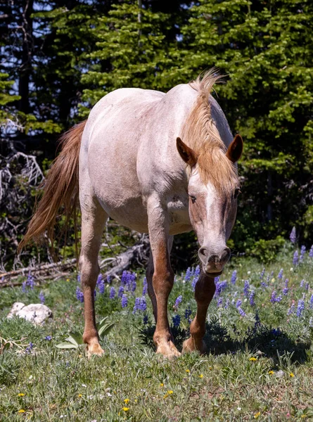 Cavalo Selvagem Pryor Mountans Wild Horse Range Montana Verão — Fotografia de Stock