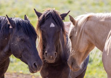 Yazın Pryor Dağları 'ndaki vahşi atlar Vahşi At Çiftliği Montana' da