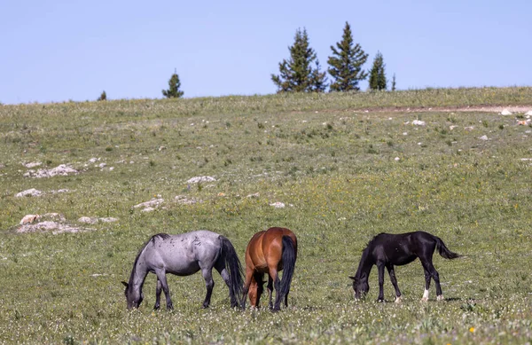 wild horses in the Pryor Mountains Wild Horse Range Montana in summmer