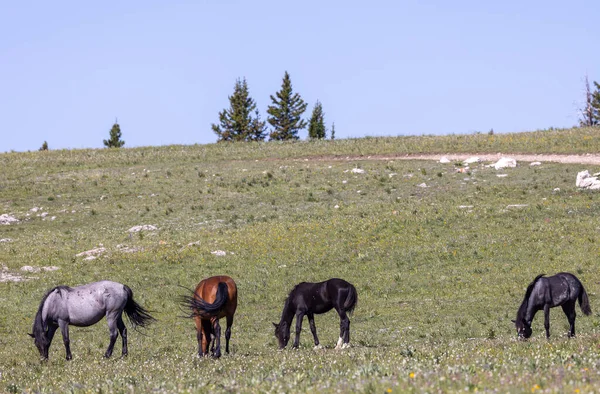 wild horses in the Pryor Mountains Wild Horse Range Montana in summmer