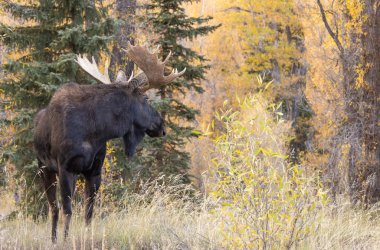 Sonbaharda Wyoming 'de monoton bir geyik.
