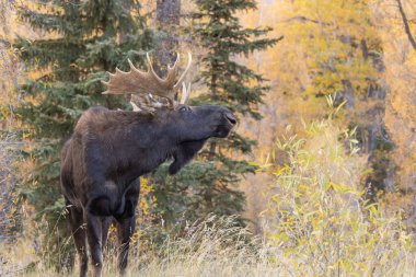 Sonbaharda Wyoming 'de monoton bir geyik.