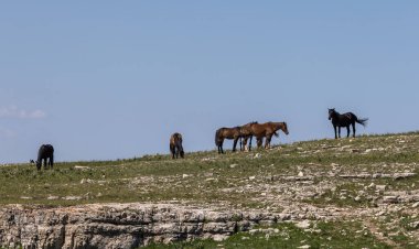 Yazın Pryor Dağları 'nda vahşi atlar vahşi at çiftliği Montana' da