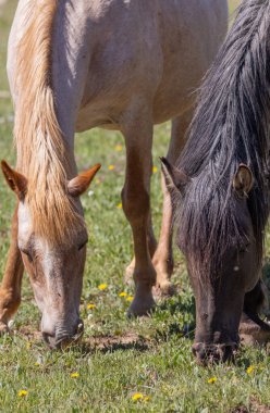 Yazın Pryor Dağları 'nda vahşi atlar vahşi at çiftliği Montana' da