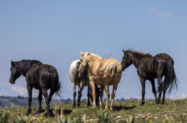 Yazın Pryor Dağları 'nda vahşi atlar vahşi at çiftliği Montana' da