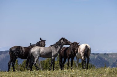 Yazın Pryor Dağları 'nda vahşi atlar vahşi at çiftliği Montana' da