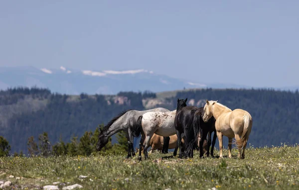 wild horses in the Pryor Mountains Wild Horse Range Montana in summer