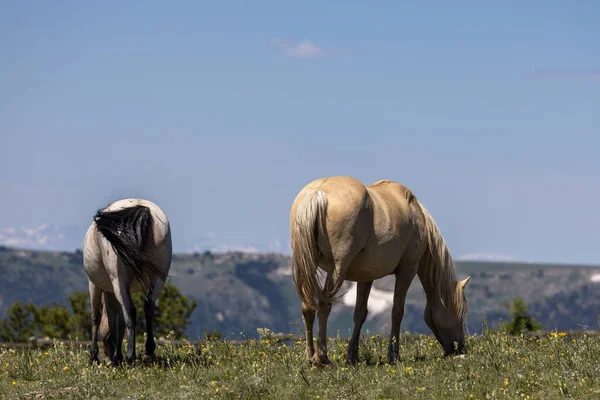 Cavalos Selvagens Nas Montanhas Pryor Wild Horse Range Montana Verão — Fotografia de Stock