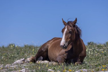 a wild horse in the Pryor Mountains Wild Horse Range Montana in summer
