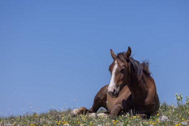 a wild horse in the Pryor Mountains Wild Horse Range Montana in summer