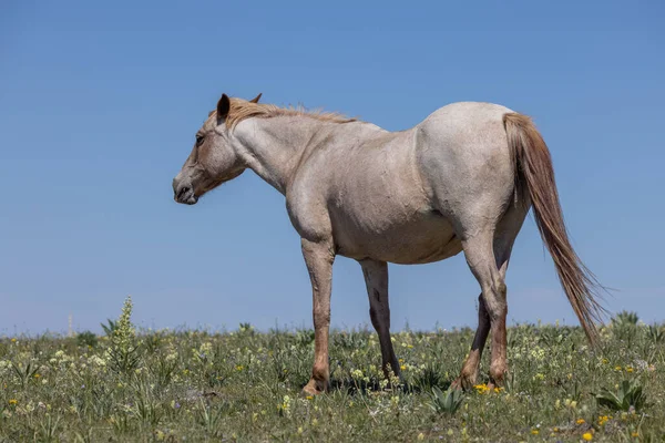 a wild horse in the Pryor Mountains Wild Horse Range Montana in summer