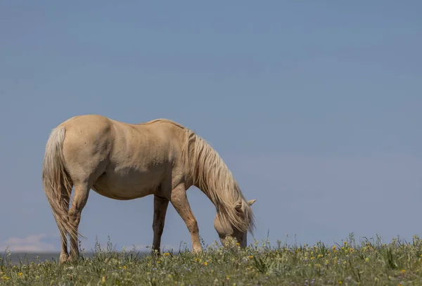a wild horse in the Pryor Mountains Wild Horse Range Montana in summer