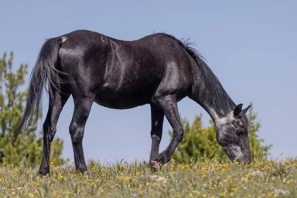 a wild horse in the Pryor Mountains Wild Horse Range Montana in summer