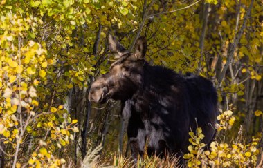 Sonbaharda Wyoming 'de bir inek Shiras geyiği