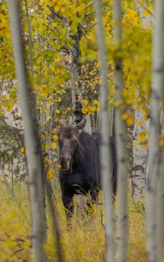 Sonbaharda Wyoming 'de bir inek Shiras geyiği