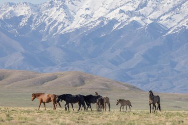 Utah çölünde ilkbaharda vahşi at sürüsü