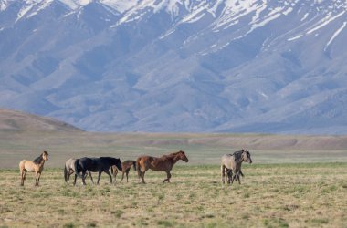 Utah çölünde ilkbaharda vahşi at sürüsü