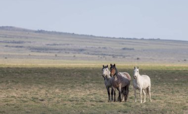 Utah çölünde ilkbaharda vahşi at sürüsü