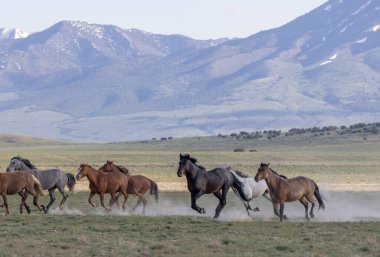 Utah çölünde ilkbaharda vahşi at sürüsü