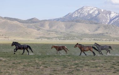 Utah çölünde ilkbaharda vahşi at sürüsü