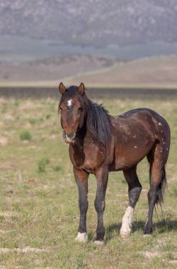 Utah çölünde ilkbaharda vahşi bir at