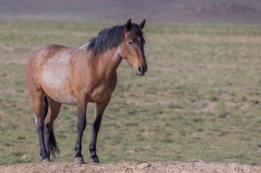 Utah çölünde ilkbaharda vahşi bir at
