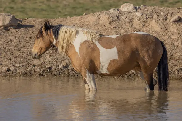 Cavallo Selvaggio Una Pozza Acqua Nel Deserto Dello Utah — Foto Stock