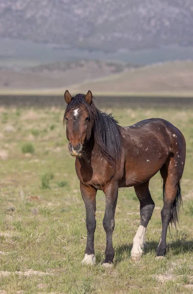 Дикий Кінь Весною Пустелі Юта — стокове фото