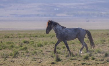 Utah çölünde ilkbaharda vahşi bir at