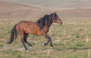 Utah çölünde ilkbaharda vahşi bir at