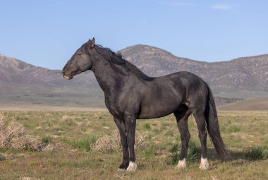 Utah çölünde ilkbaharda vahşi bir at