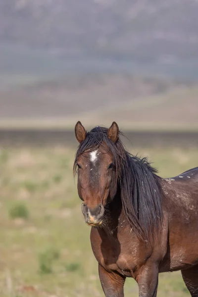Wild Horse Springtime Utah Desert — Stock Photo, Image