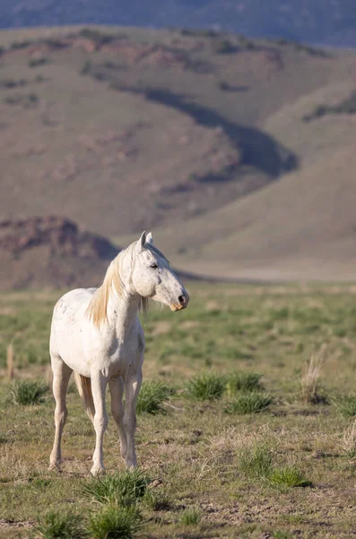 春天犹他州沙漠中的一匹野马 — 图库照片
