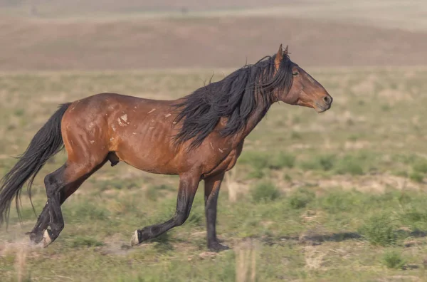 Utah çölünde ilkbaharda vahşi bir at