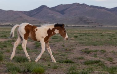 Bahar zamanı Utah çölünde vahşi bir at yavrusu.