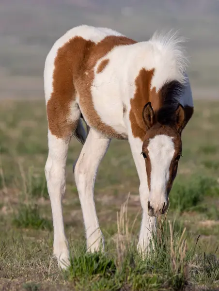 Puledro Cavallo Selvatico Nel Deserto Dello Utah Primavera — Foto Stock