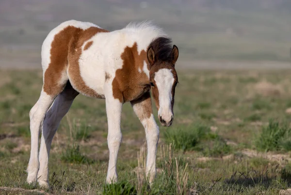 Ένα Άγριο Άλογο Πουλάρι Στην Έρημο Της Γιούτα Την Άνοιξη — Φωτογραφία Αρχείου