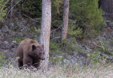 Baharda Yellowstone Ulusal Parkı 'nda bir kara ayı.