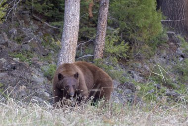 Baharda Yellowstone Ulusal Parkı 'nda bir kara ayı.