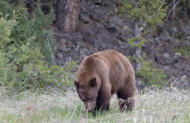 Baharda Yellowstone Ulusal Parkı 'nda bir kara ayı.