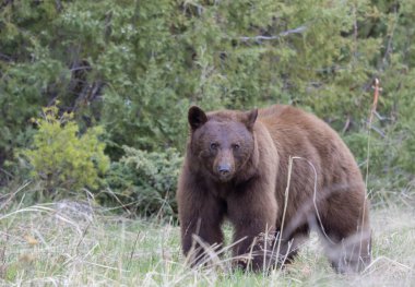 Baharda Yellowstone Ulusal Parkı 'nda bir kara ayı.