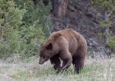 Baharda Yellowstone Ulusal Parkı 'nda bir kara ayı.