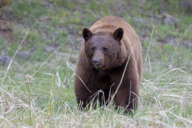 Baharda Yellowstone Ulusal Parkı 'nda bir kara ayı.