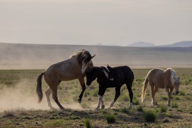 Uta çölünde savaşan bir çift vahşi at.