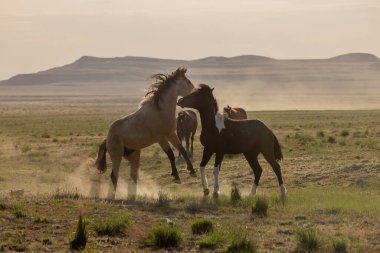 Uta çölünde savaşan bir çift vahşi at.
