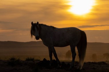 Utah çölünde gün batımında vahşi bir at silueti.