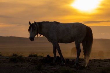 Utah çölünde gün batımında vahşi bir at silueti.
