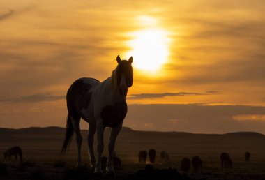 Utah çölünde gün batımında vahşi bir at silueti.