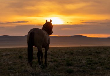 Utah çölünde gün batımında vahşi bir at silueti.