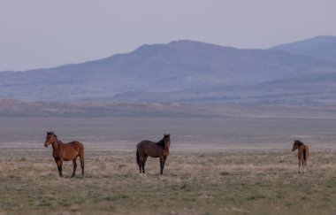 Utah çölünde ilkbaharda vahşi atlar